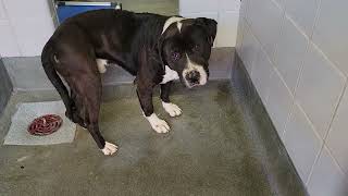 acs A667299