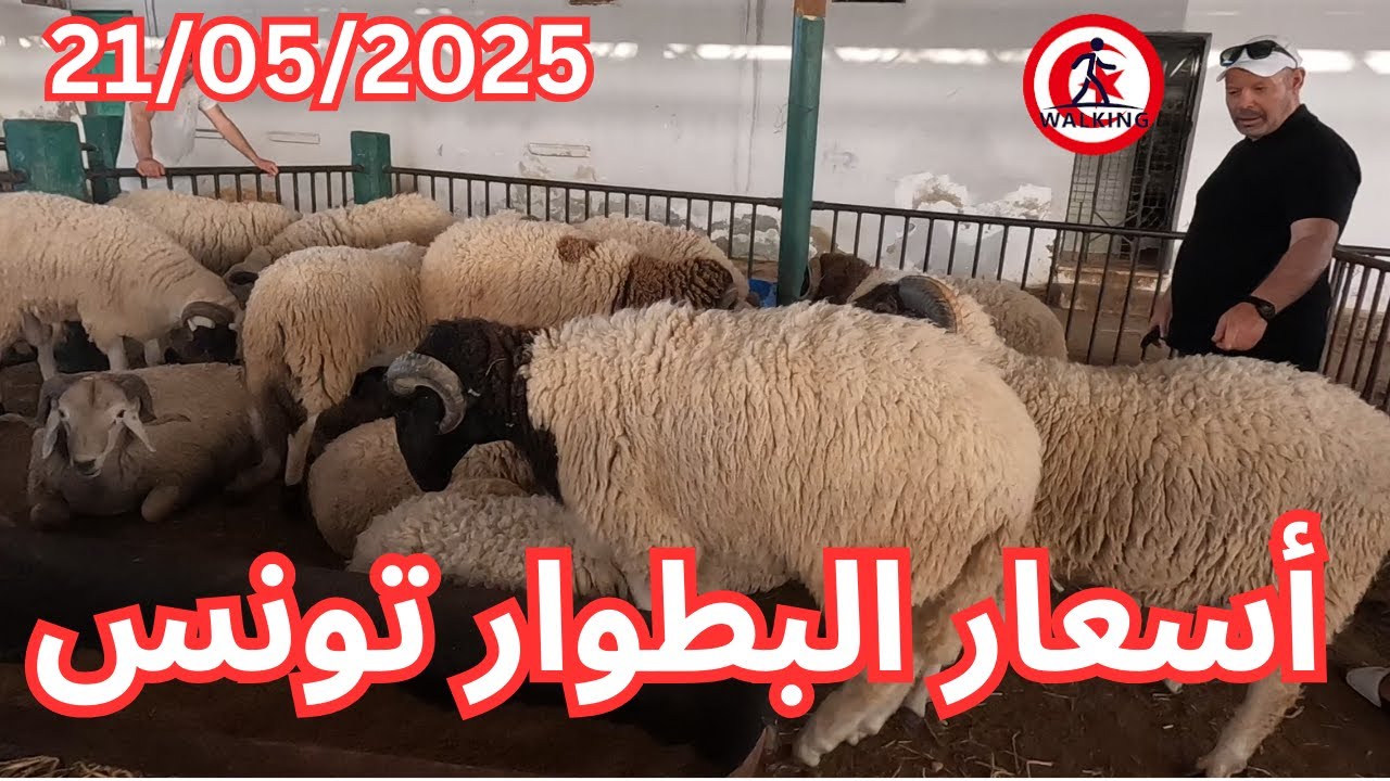 جولة في رحبت العلوش إبن سينا البطوار تونس 21/05/2025