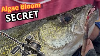 Dog Days Walleye The Algae Bloom Pattern Everyone Misses