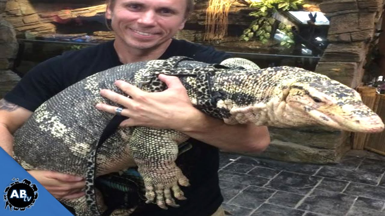biggest pet lizard you can own