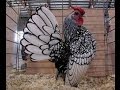 Diferentes Clases de Gallinas y otras Especies Menores en Una Granja - TvAgro por Juan Gonzalo Angel