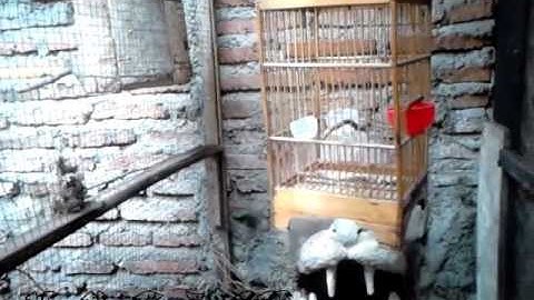 Breeding kolibri ninja