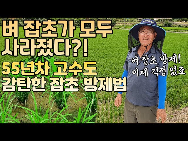 55년 경력 벼농사 고수도 감탄한 벼 잡초 방제 방법 대공개! class=