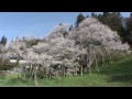 岐阜県　臥龍桜