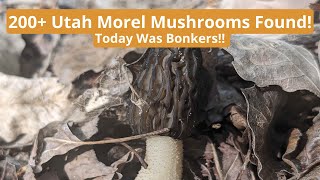 200+ Utah Morel Mushrooms Found!! Today Was Bonkers!!