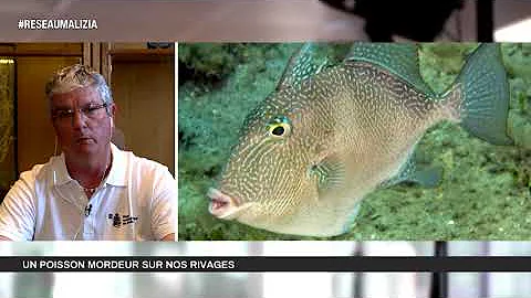 Est-ce qu'un poisson peut mordre ?