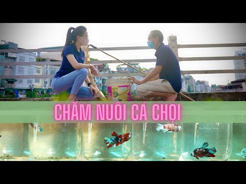 THÚ CHĂM NUÔI CÁ CHỌI | Việt Nam thức giấc VTV1