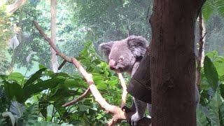 Singapore Part 4: Singapore's Humane Zoo! by Travel and Root Beer 5,714 views 8 years ago 9 minutes, 52 seconds