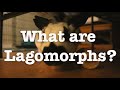 What are lagomorphs