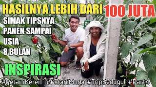 Cara Menanam Paprika | Luar Biasa Hasil Panen Lebih Dari 100 Juta | Petani Keren