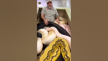 How Dangerous Are Pythons? #shorts #shortsvideo #snake #facts #animals #cobra @souravjvlogs