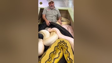 How Dangerous Are Pythons? #shorts #shortsvideo #snake #facts #animals #cobra @souravjvlogs