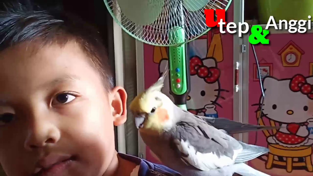 Falk (cockatiel) burung parkit australia 