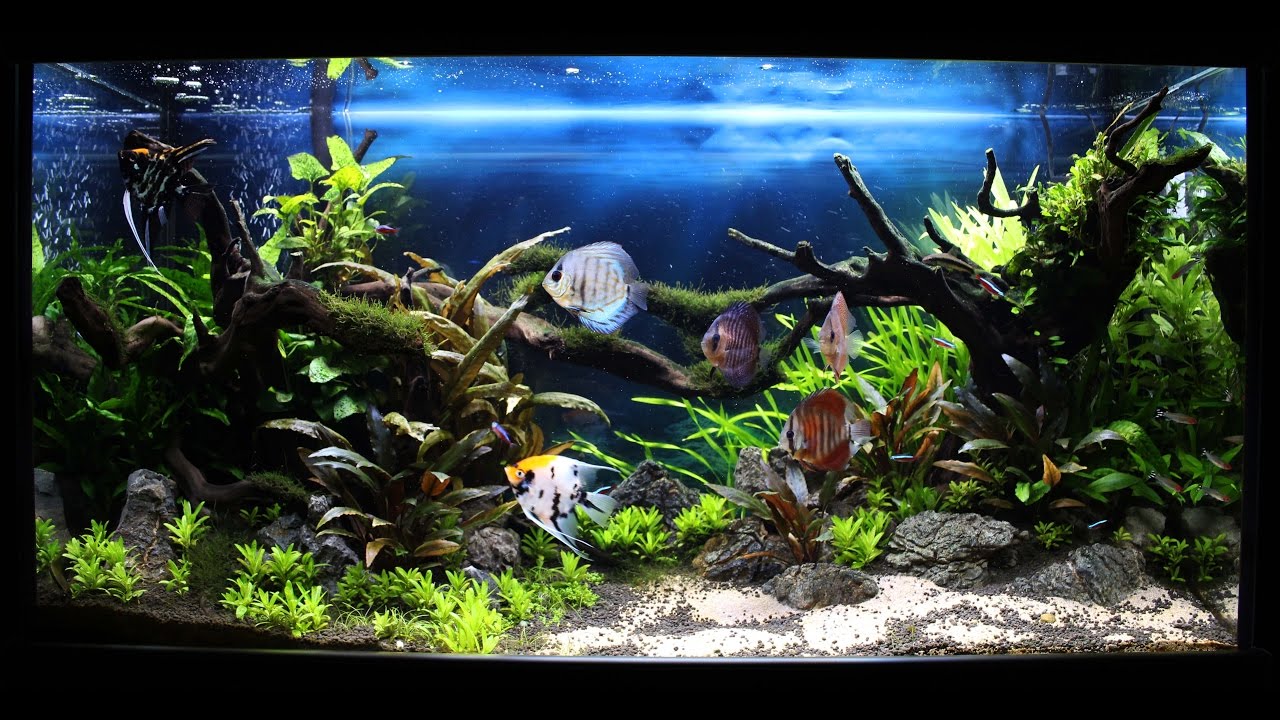 My Planted Discus Tank YouTube