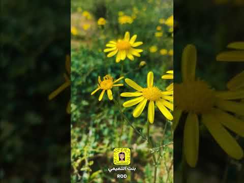 يازين شوف البر وقت الامطار عمر القريشي 