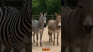 Zonkey The Rare Zebra Donkey Hybrid Youve Never Seen