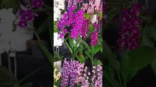 Wou Indah Sekali Bunga Anggrek