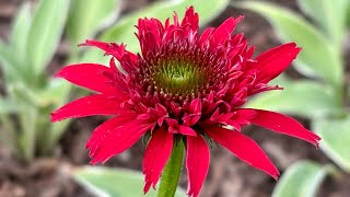 : New 2020-2025,  #  Sunny Days Ruby