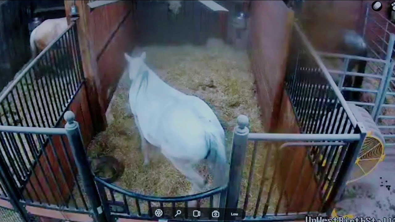 Foal Watch Live Stream- 2 mares are due! 02.20.2026