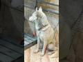 White Siberian Husky  Dog puppies 💉HEALTHY &amp; VACCINATED LOCATION ISIAMABAD | 📞 03296902801