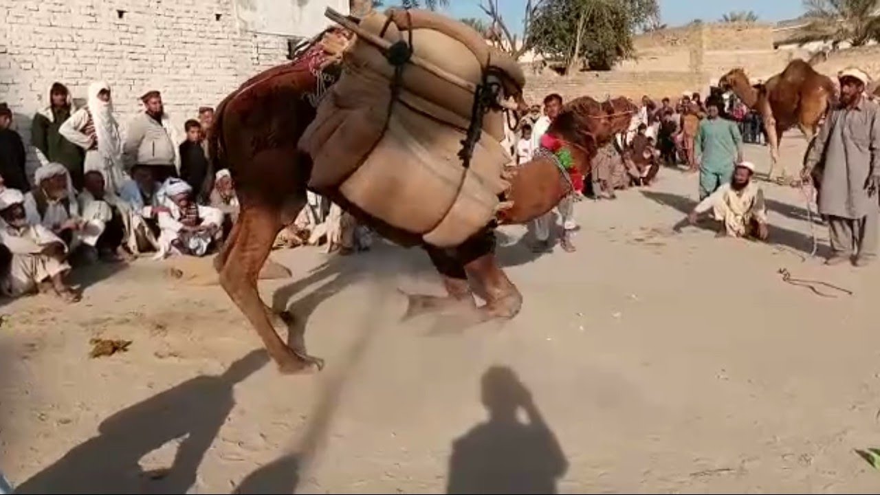 Camel weight lifting in panyala YouTube