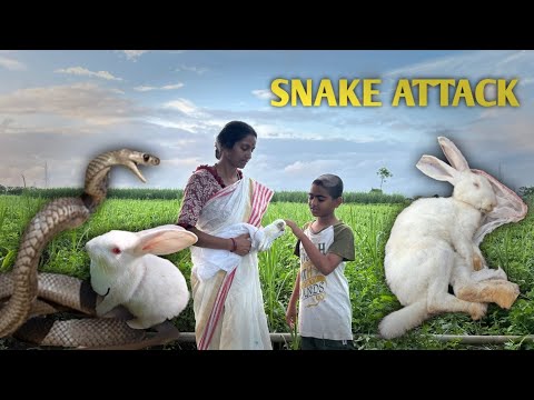 Venomous Snake Attacks Rabbit | Rabbit Dies and Buried | SONAMANIS ...