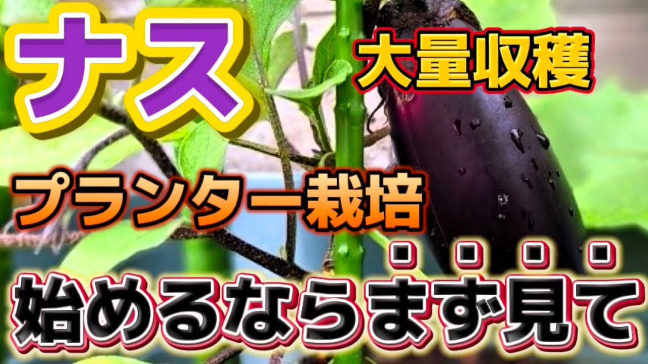 【ナス】プランターでも大量収穫！栽培成功させる為に重要な準備をお伝えします。