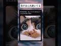 急に飛び込で可愛いお目め猫#面白い #おもしろ #tiktok #Twitter