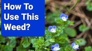 What Plant Is That??? Edible & Medicinal Plants in Your Yard Persian Speedwell (Veronica persica)