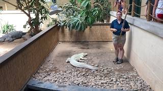 Training an Alligator at Clyde Peeling's Reptiland