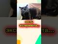 Месяц эксперимента Cat юмор