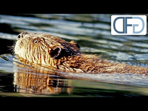 Video: Der Biberdamm ist eine fertige technische Lösung im menschlichen Leben