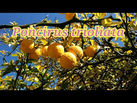 Video: Flying Dragon Bitter Orange - ¿Es comestible la naranja trifoliada?