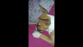 Bull Terrier Miniature-Danko E Il Suo Nuovo Osso