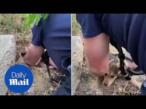 Firefighter suck out stuck pup