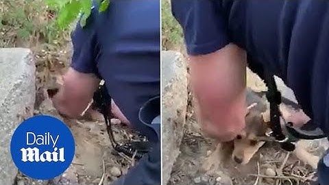Firefighters rescue stuck puppy from beneath pile of rocks