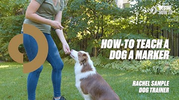 How-To Teach a Dog a Marker | Dog Trainer Rachel Sample