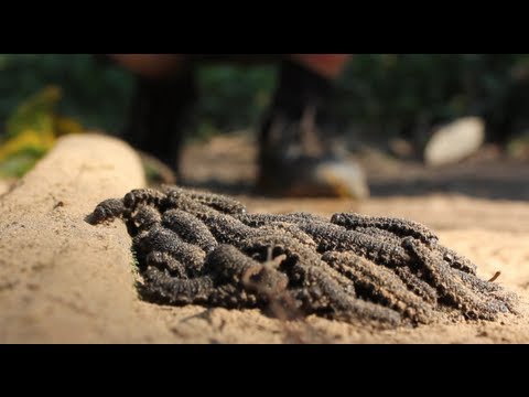 Video: Zinātnieki Peru Amazonā Ir Atraduši Nezināmas Radības Kokonu - Alternatīvs Skats