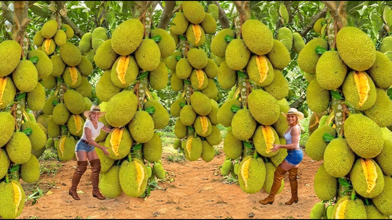 Inside Dubai's $120 million desert jackfruit farm| A cutting-edge project backed by a Royal Princess