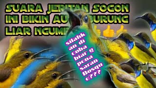 SUARA pikat Sogon kejepit!!! auto burung liar ngumpul#suarapikatsogon#suarapikatsogoontong