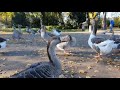 Птицы в городском саду Дюссельдорфа Животные, животный мир, Аnimals,Tiere