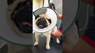 Comedy 🎭 #funny #cute #pets #love