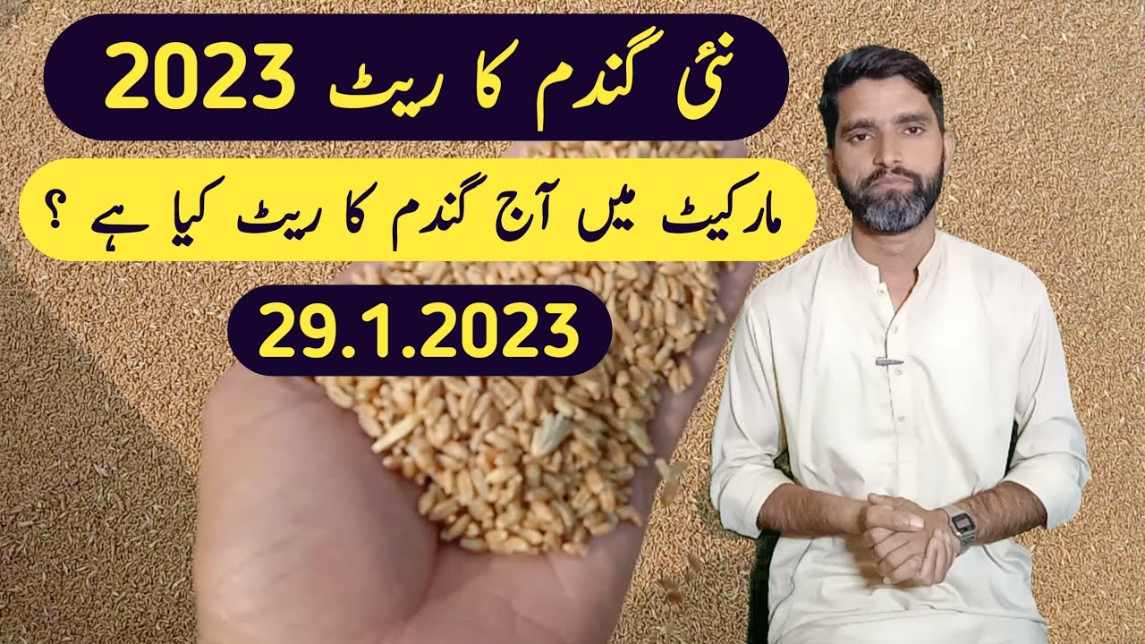 Wheat price in Pakistan today 2023|Gandam ka rate AJ ka|Punjab Sindh ...