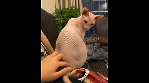 Scratching a back of Sphinx Cat AMAZING 😳😳😳😳😳