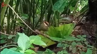 suara pikat burung paok//paok pancawarna di alam liar#suarapikat