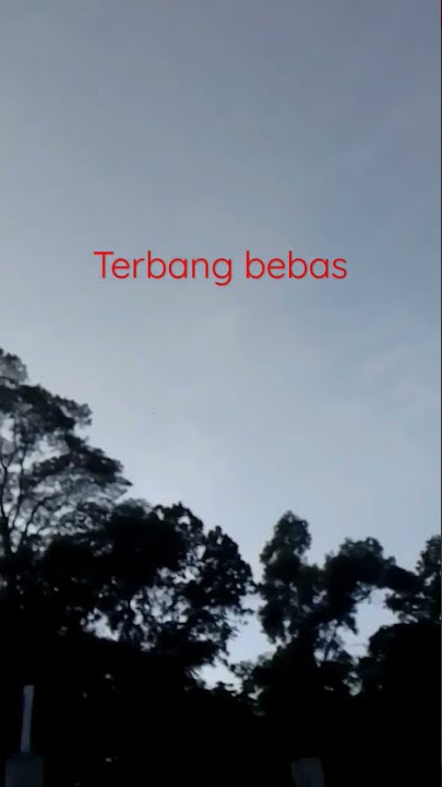 Burung terbang bebas di pagi hari #shorts #burungterbang #burung #terbangtinggi