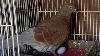 CARA MERAWAT MERPATI MENGERAMI TELUR