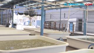 Sonora genera 865 toneladas de camarón de granjas