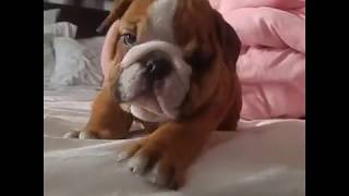 Top 10 Gentlest Dog Breeds 🐶💖💘 by I Love Dogs 128 views 5 years ago 3 minutes, 34 seconds