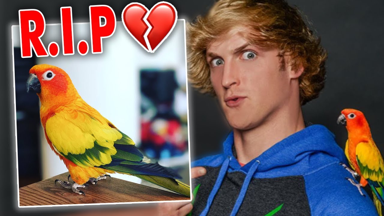 Maverick the Parrot (@MaverickParrot) / X